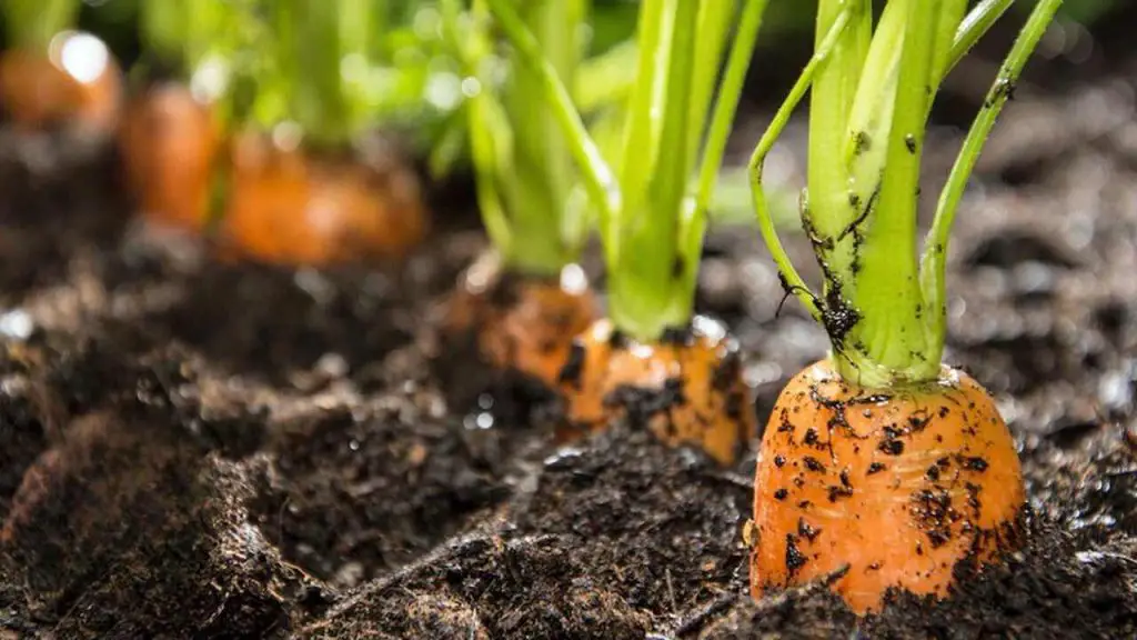 Duplica la cosecha de zanahorias con este ingenioso movimiento: siempre lo harás – Mis Consejos Jardinería