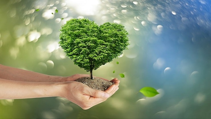 Cómo hacer crecer un árbol rápidamente