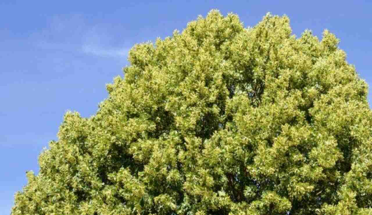 Cómo hacer crecer un árbol rápidamente