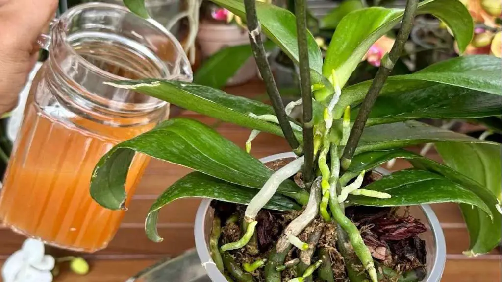 Una taza cada mes y tendrás un balcón y un jardín lleno de flores: nunca lo había tenido así – Mis Consejos Jardinería