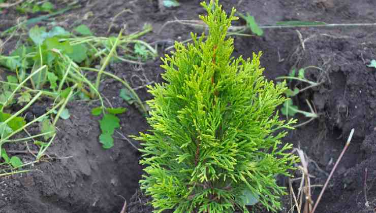 Propagar ciprés thuja