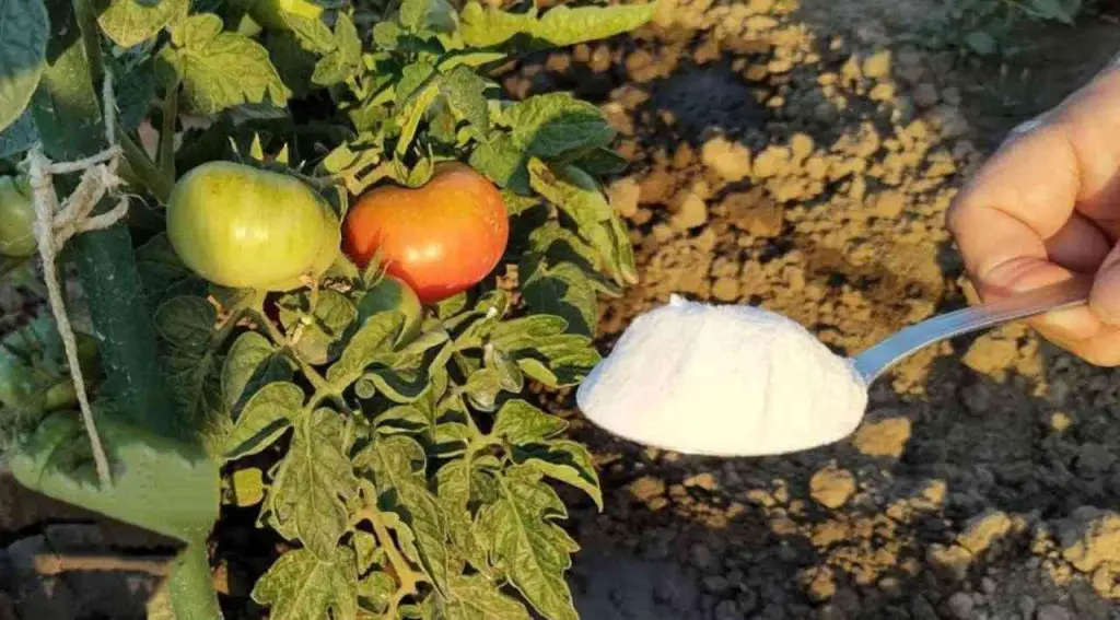 Si quieres una cosecha rica, viértela en tomates y pepinos del jardín: es una salvación – Mis Consejos Jardinería