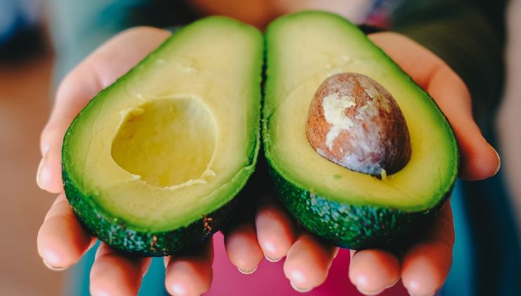 Semilla de aguacate para plantas 
