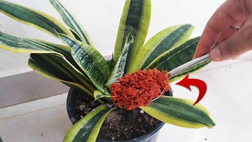 Adiós plagas y hongos en las plantas, con este ingrediente no volverán – Mis Consejos Jardinería