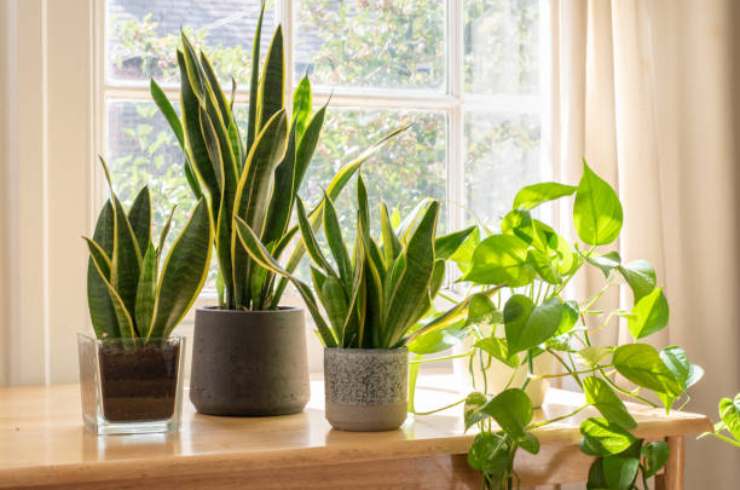 Plantas