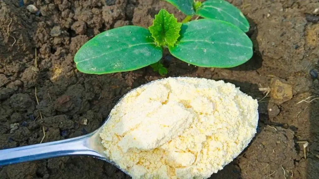 El remedio infalible para eliminar las hormigas de jardín: se escapan en 10 segundos – Mis Consejos Jardinería