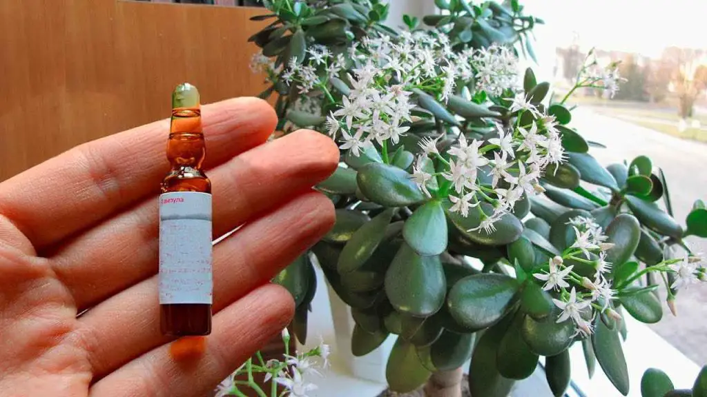 Árbol del dinero, suficiente esta ampolla: todas las flores florecerán constantemente – Mis Consejos Jardinería