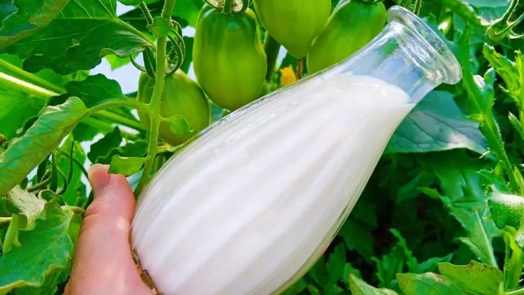Potente suplemento orgánico para tomates, pepinos y pimientos: los duplica todos – Mis Consejos Jardinería