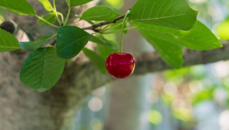 Cerezo 