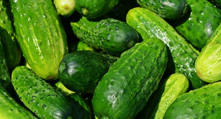 Evitar enfermedades a los pepinos