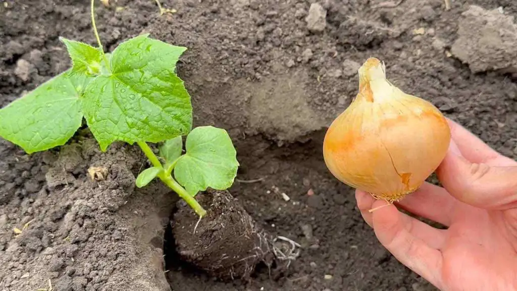 Póngalo donde planta pepinos e inmediatamente cobran vida: crecen abundantemente – Mis Consejos Jardinería