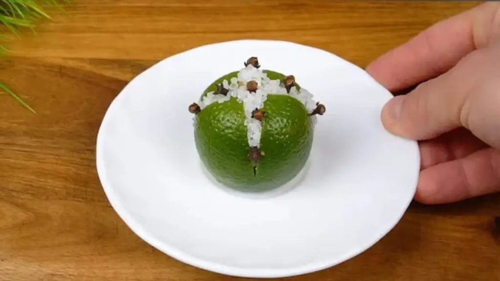 Moscas, mosquitos y cucarachas desaparecerán de tu vista con este método natural – Mis Consejos Jardinería