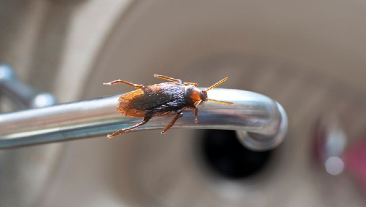 Cucaracha en la casa 