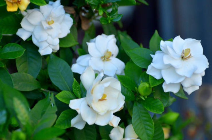 Gardenia