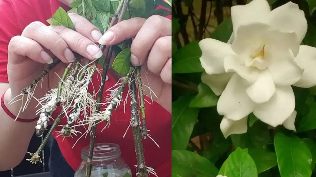 Cómo reproducir interminablemente gardenia o jazmín: sale a la luz el secreto de las floristerías. – Mis Consejos Jardinería