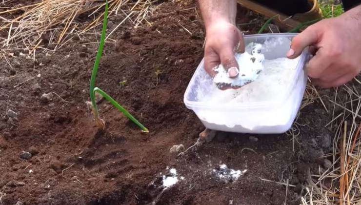 Harina en cebollas y plantas