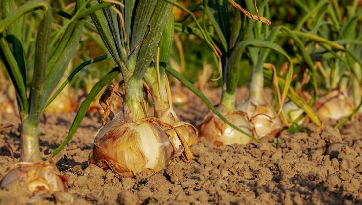Fertilizante en junio para cebollas
