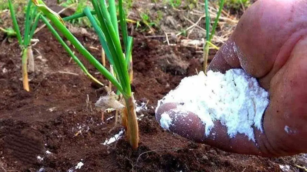 Alimente las cebollas con este fertilizante en junio: crecerán mucho cada año. – Mis Consejos Jardinería
