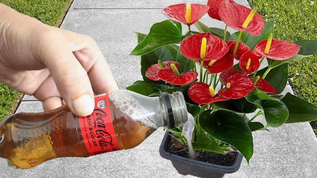 Solo un vaso una vez al mes y volarás tus flores durante todo el año – Mis Consejos Jardinería