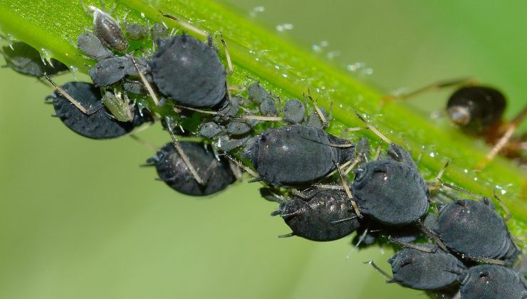 Pulgones de las plantas