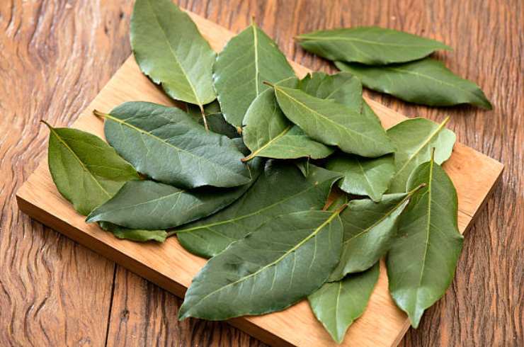 Laurel