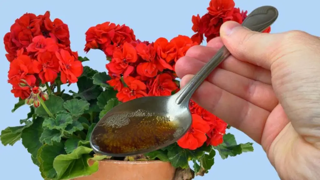 Solo una gota debajo de todas las flores de la casa, floración asegurada: viértela ahora – Mis Consejos Jardinería