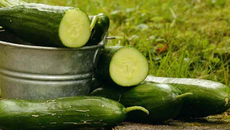 Cultivo y alimentación de pepinos