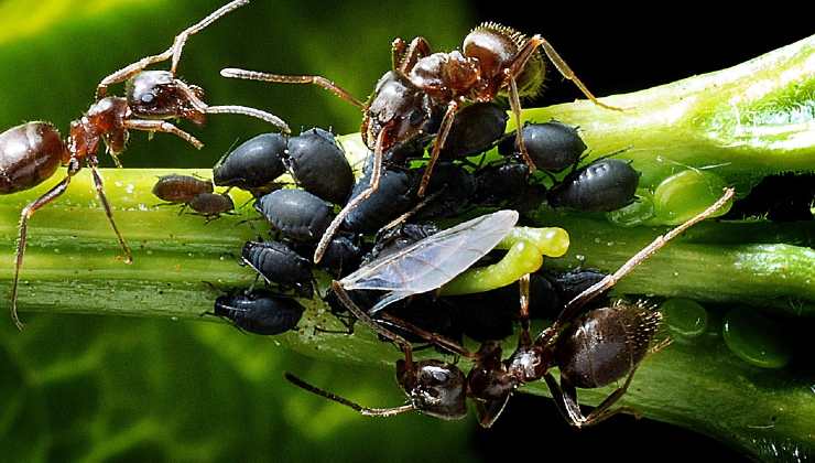 Pulgones de las plantas 
