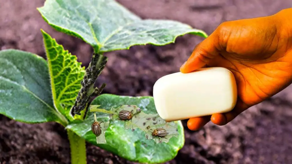 Si tu propósito es eliminar los pulgones de las plantas este es el mejor insecticida – Mis Consejos Jardinería