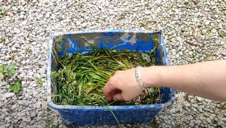 Cómo hacer el mejor fertilizante orgánico