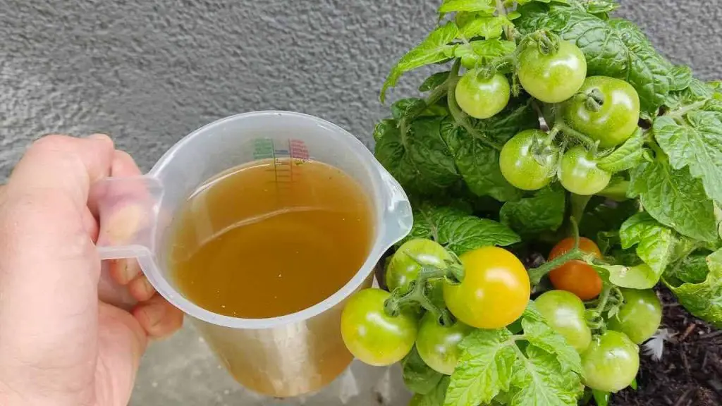 El mejor fertilizante orgánico barato: explosión para tomates y pepinos. – Mis Consejos Jardinería
