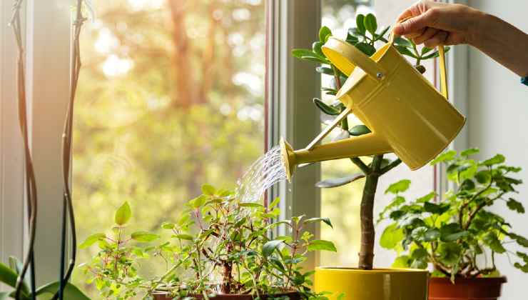 Regar flores y plantas 