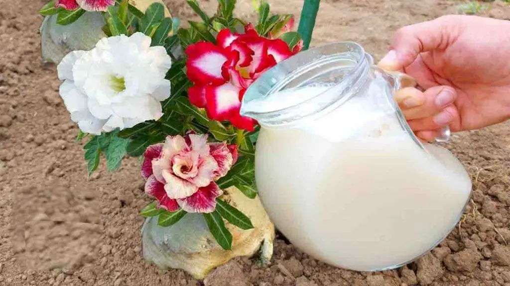 Duplique el rendimiento de las flores con este fertilizante natural: solo 1 ingrediente – Mis Consejos Jardinería