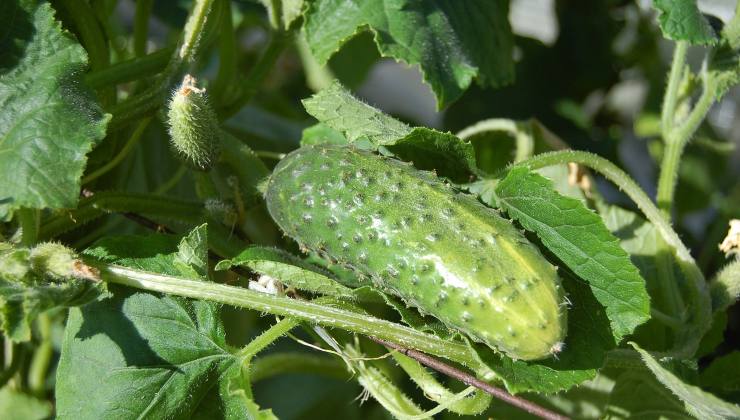 Planta de pepino