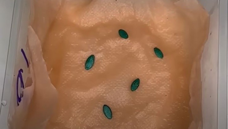 Pepinos germinados