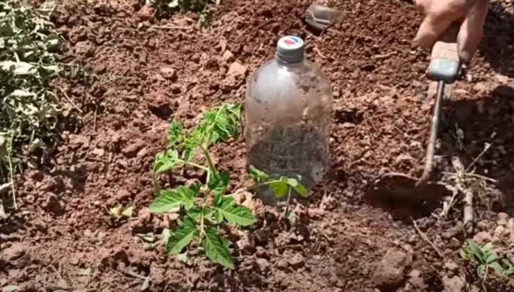 Regar las plantas durante un mes