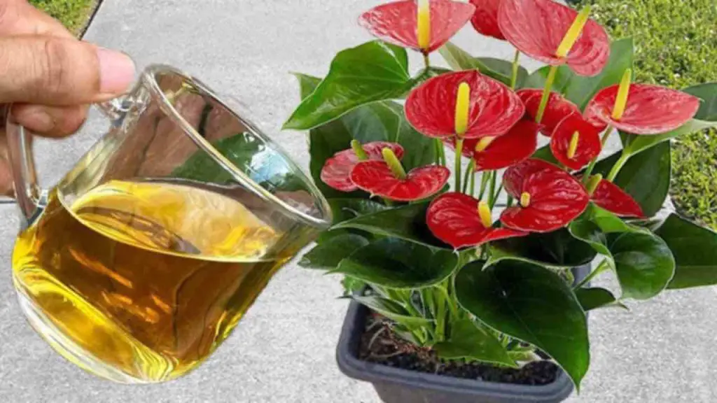 Esta agua hará que tus plantas florezcan en el balcón o jardín durante todo un año. – Mis Consejos Jardinería