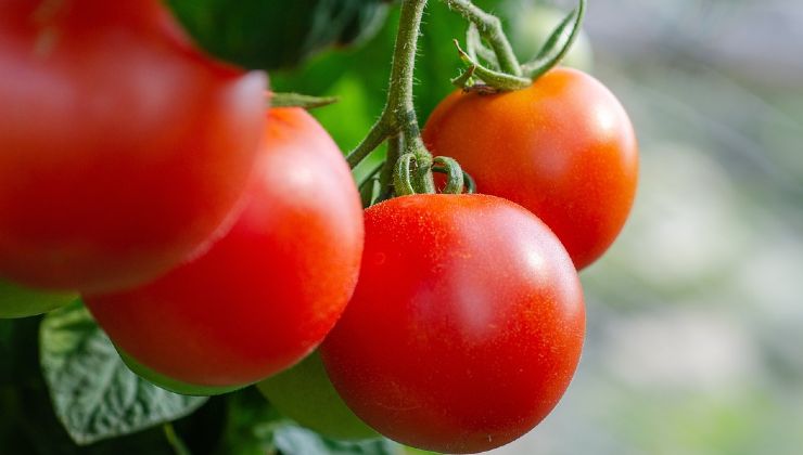 Tomates en abundancia 