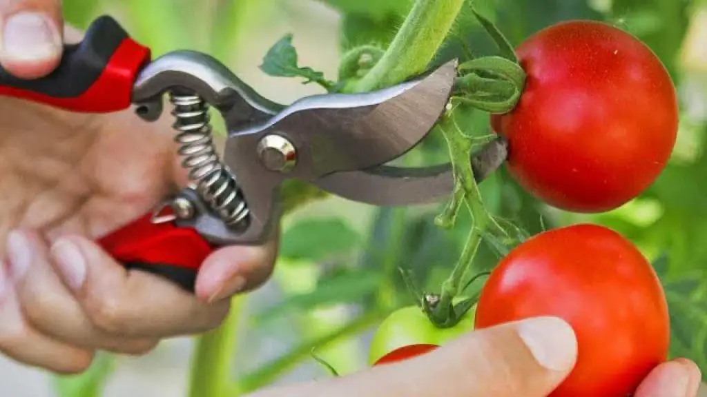 Hazlo y producirás tomates en abundancia: incluso los vecinos querrán saberlo. – Mis Consejos Jardinería