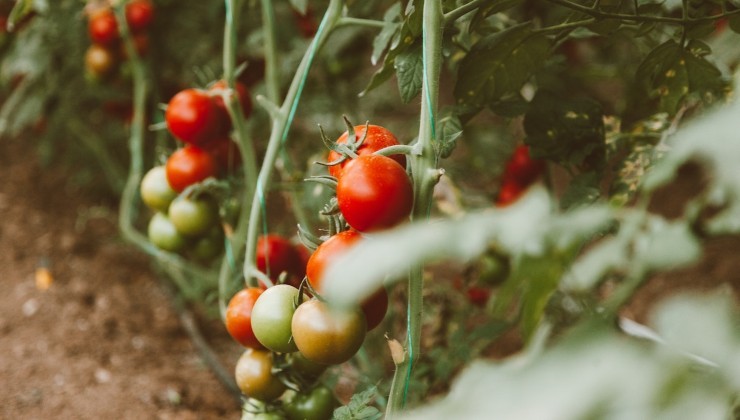 Pepinos y tomates vigorosos