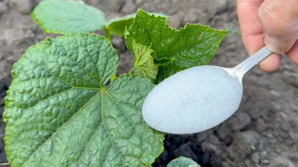Una cucharada antes de finales de junio, los pepinos y los tomates crecerán instantáneamente. – Mis Consejos Jardinería
