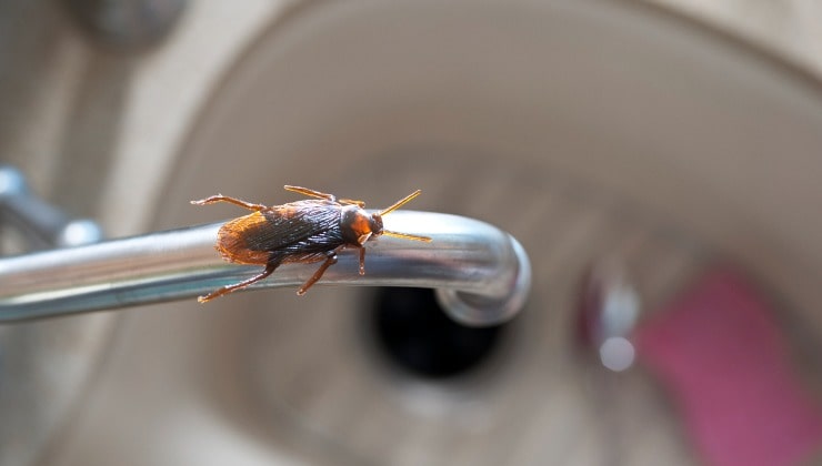 Cucaracha en el grifo
