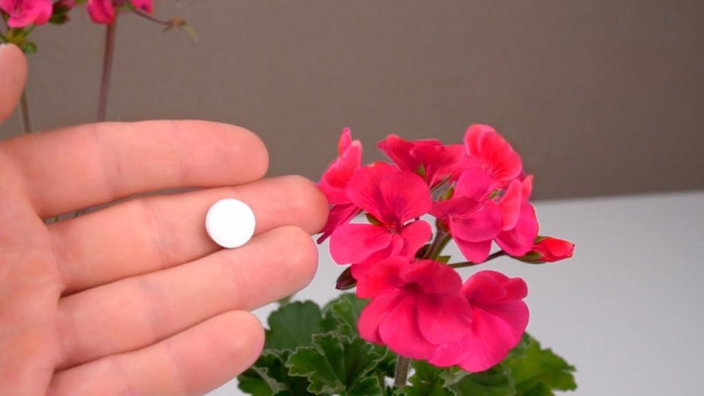 Los geranios florecerán como locos durante todo el año con este método poco conocido – Mis Consejos Jardinería