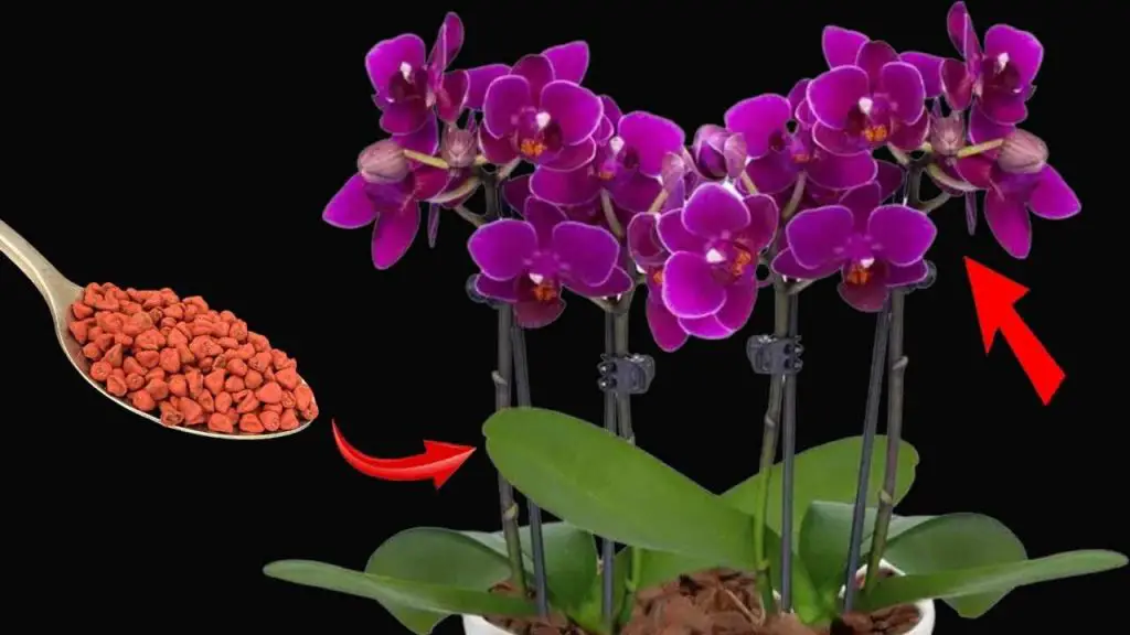 Floración garantizada durante 3 años seguidos: solo si utilizas este potente ingrediente – Mis Consejos Jardinería