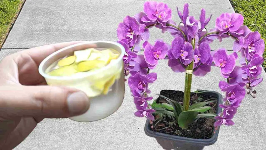 Potente fertilizante casero, viértelo en las plantas si las quieres sanas y exuberantes – Mis Consejos Jardinería