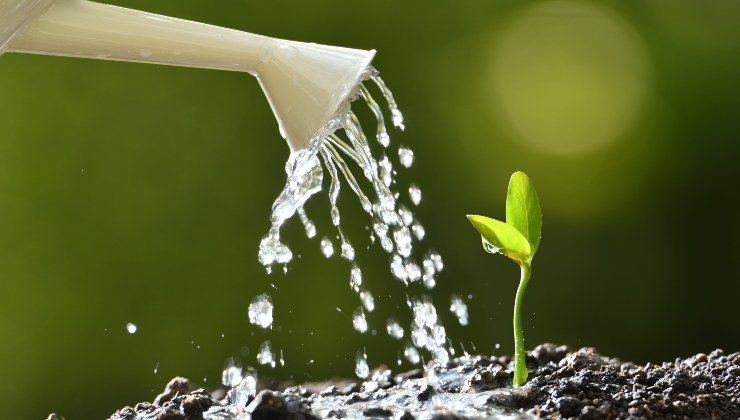 agua con fertilizante