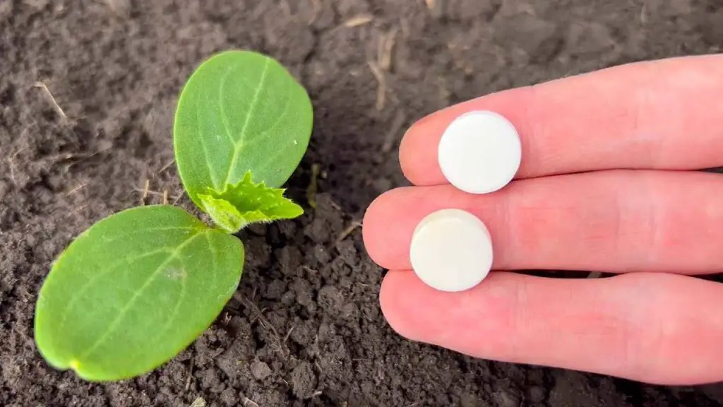 Con este método, incluso las verduras muertas crecerán y no se enfermarán. – Mis Consejos Jardinería