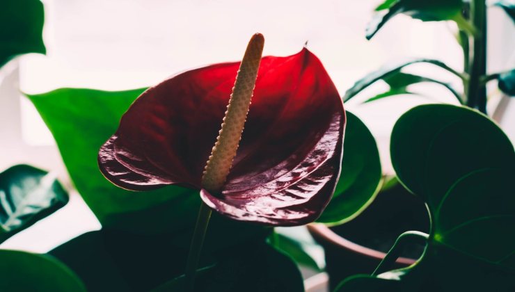 planta de anturio
