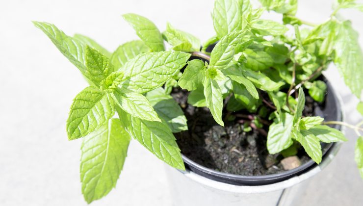 planta de menta