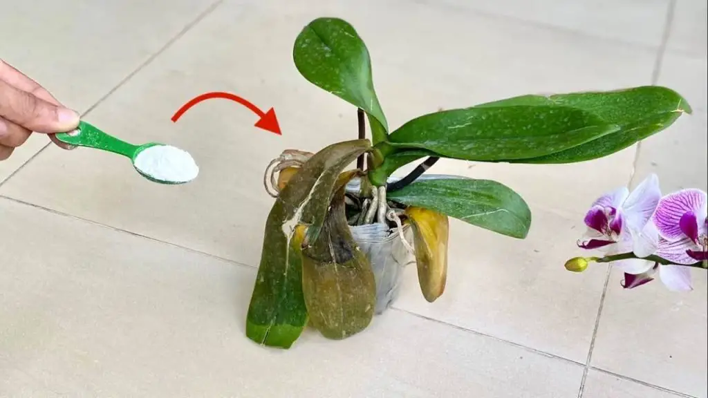 Orquídea, si la quieres siempre fuerte y sana, utiliza este abono natural – Mis Consejos Jardinería